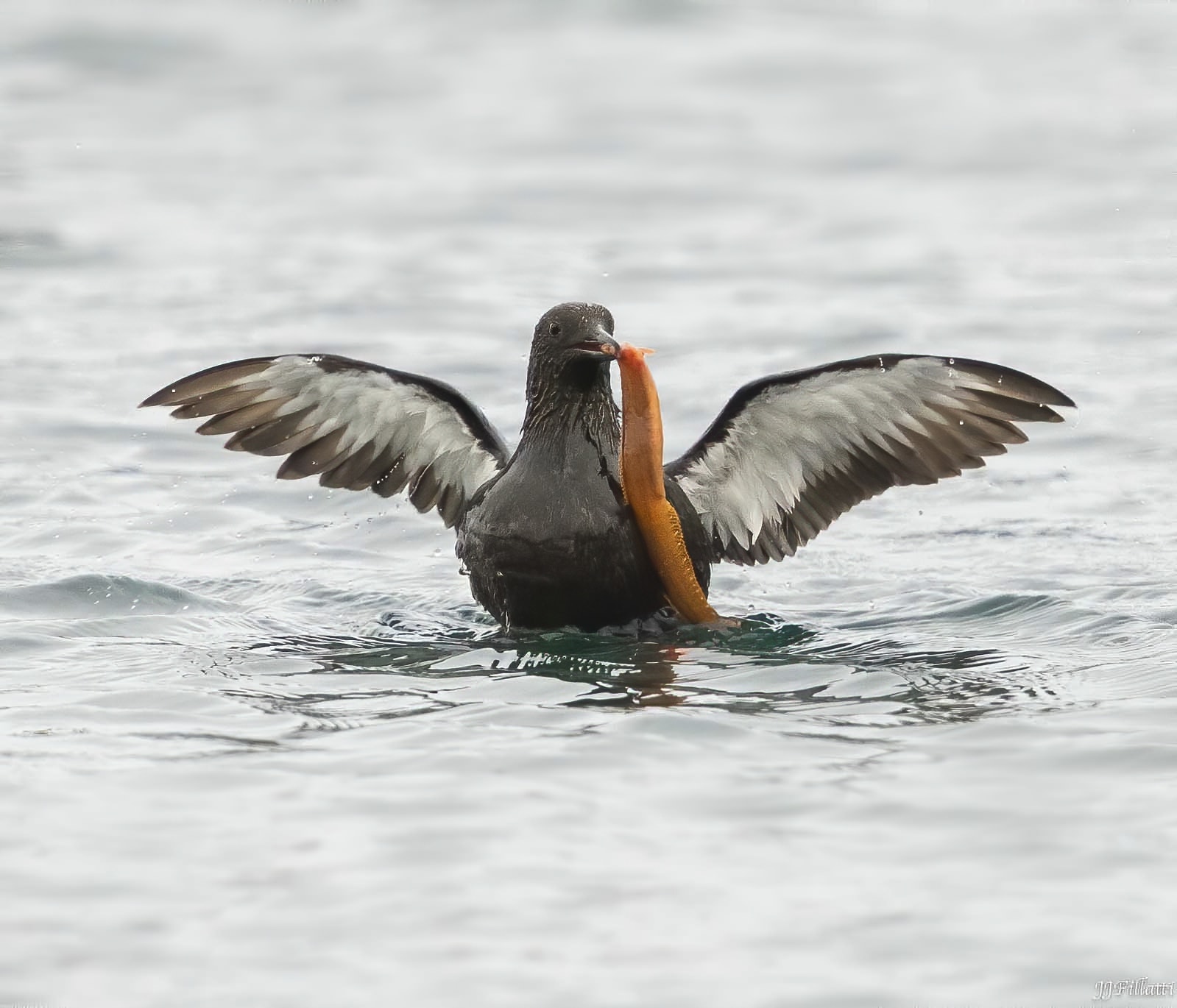 bird of iceland image 17